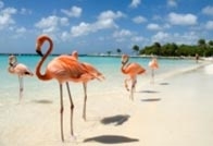 vliegen-bonaire-corona.jpg